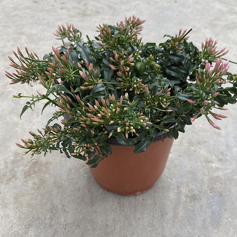 素馨花盆栽花卉植物庭院花苗绿植净化空气耐热耐寒多年生