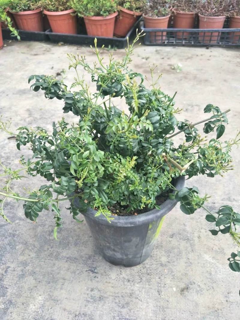 素馨花盆栽花卉植物庭院花苗绿植净化空气耐热耐寒多年生