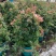 素馨花盆栽花卉植物庭院花苗绿植净化空气耐热耐寒多年生