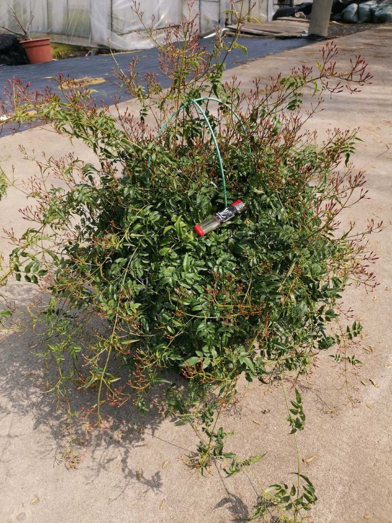 素馨花盆栽花卉植物庭院花苗绿植净化空气耐热耐寒多年生