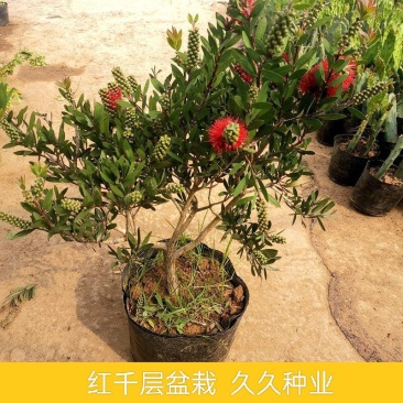 红千层树苗垂枝串钱柳阳台盆栽花苗庭院风景树苗四季常绿耐寒