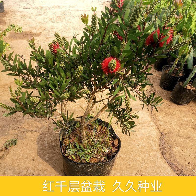 红千层树苗垂枝串钱柳阳台盆栽花苗庭院风景树苗四季常绿耐寒