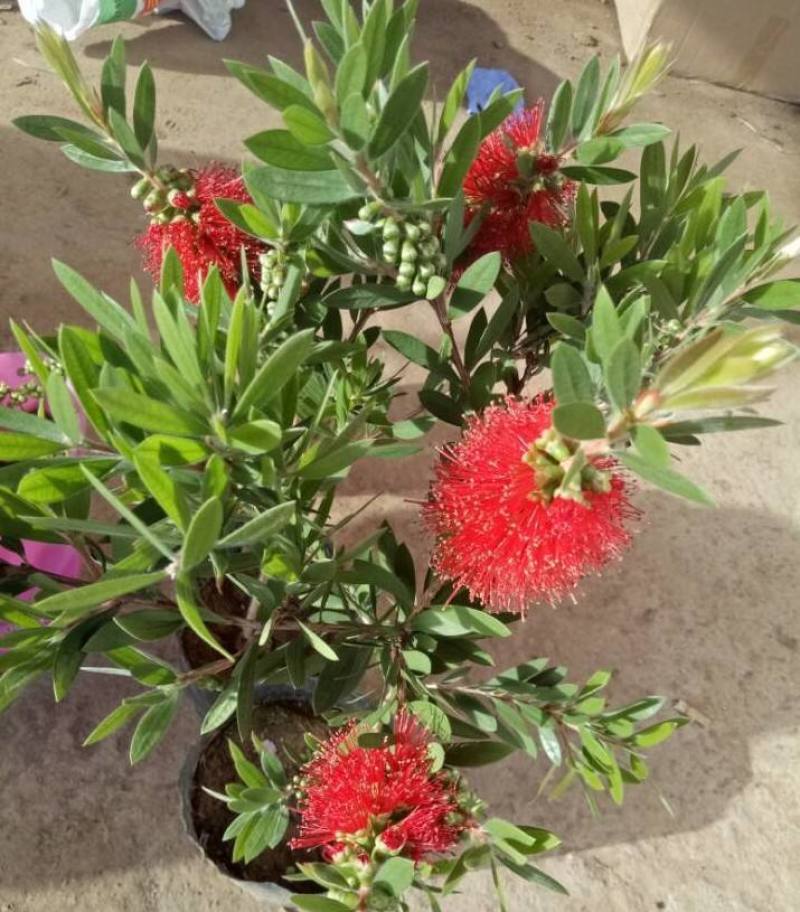 红千层树苗垂枝串钱柳阳台盆栽花苗庭院风景树苗四季常绿耐寒