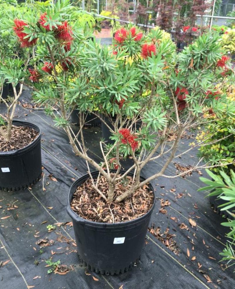 红千层树苗垂枝串钱柳阳台盆栽花苗庭院风景树苗四季常绿耐寒