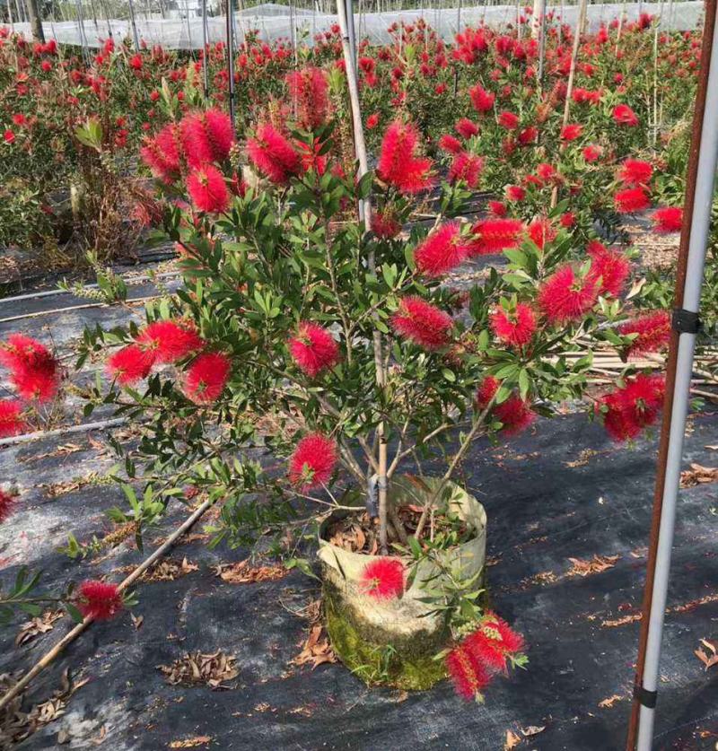 红千层树苗垂枝串钱柳阳台盆栽花苗庭院风景树苗四季常绿耐寒