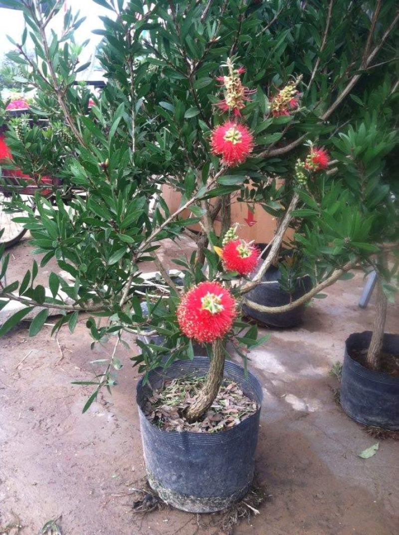 红千层树苗垂枝串钱柳阳台盆栽花苗庭院风景树苗四季常绿耐寒