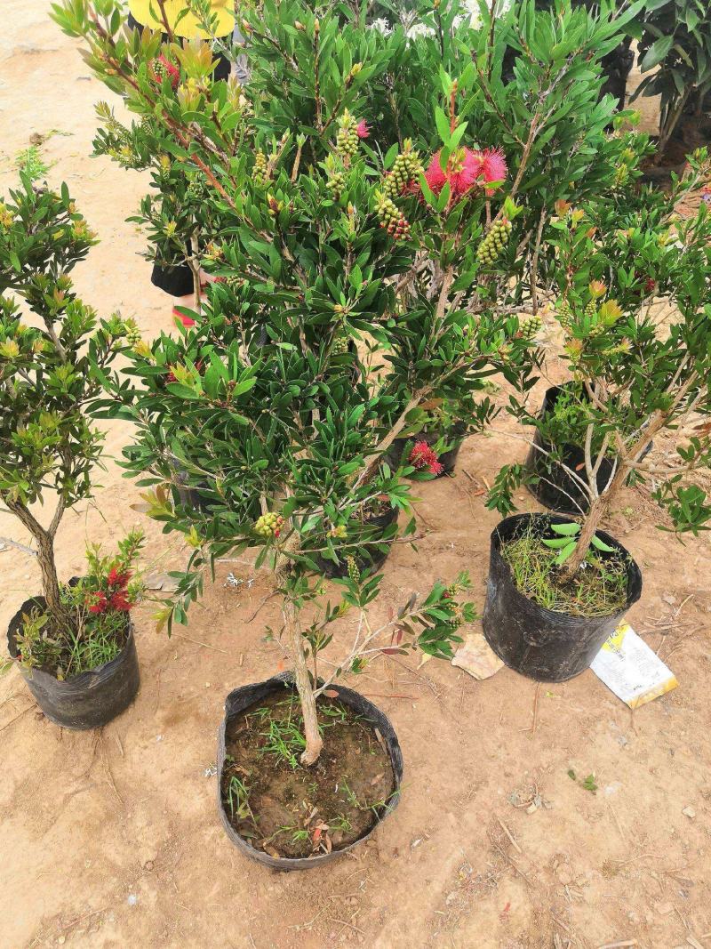 红千层树苗垂枝串钱柳阳台盆栽花苗庭院风景树苗四季常绿耐寒