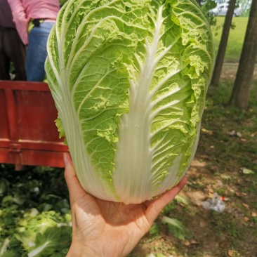 基地直发价格美丽量大从优