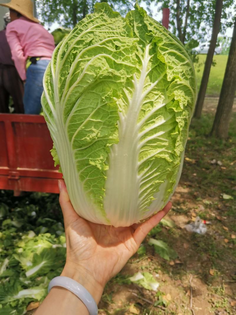 基地直发价格美丽量大从优