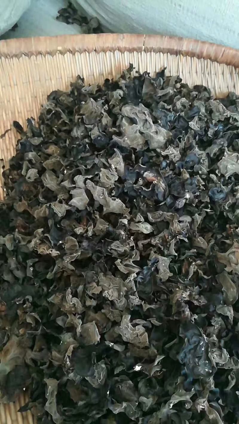 云南楚雄双柏哀牢山原始森林老家产地货源大量批发