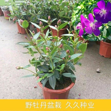 紫牡丹盆栽巴西野牡丹花苗室外庭院阳台耐热四季开花花期长