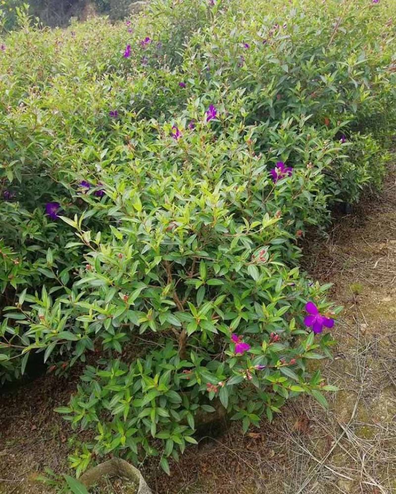 紫牡丹盆栽巴西野牡丹花苗室外庭院阳台耐热四季开花花期长