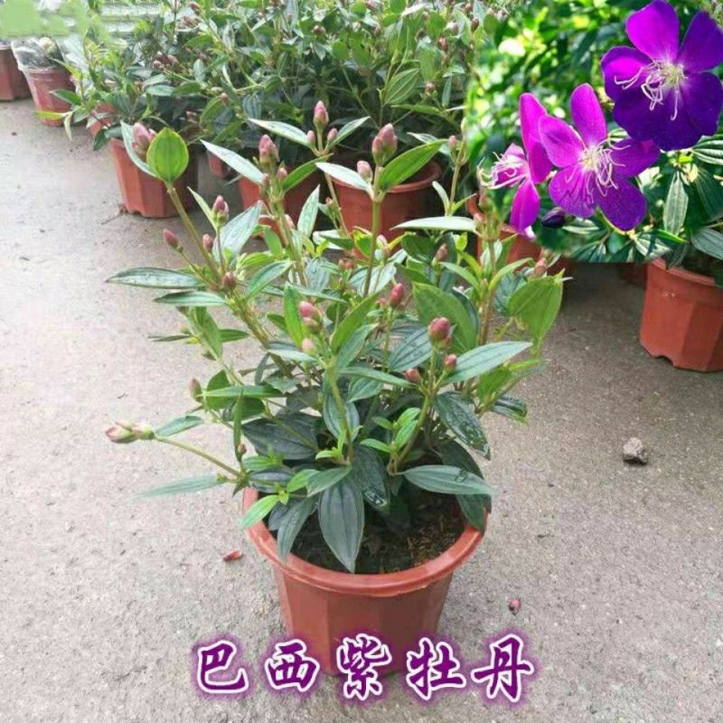 紫牡丹盆栽巴西野牡丹花苗室外庭院阳台耐热四季开花花期长