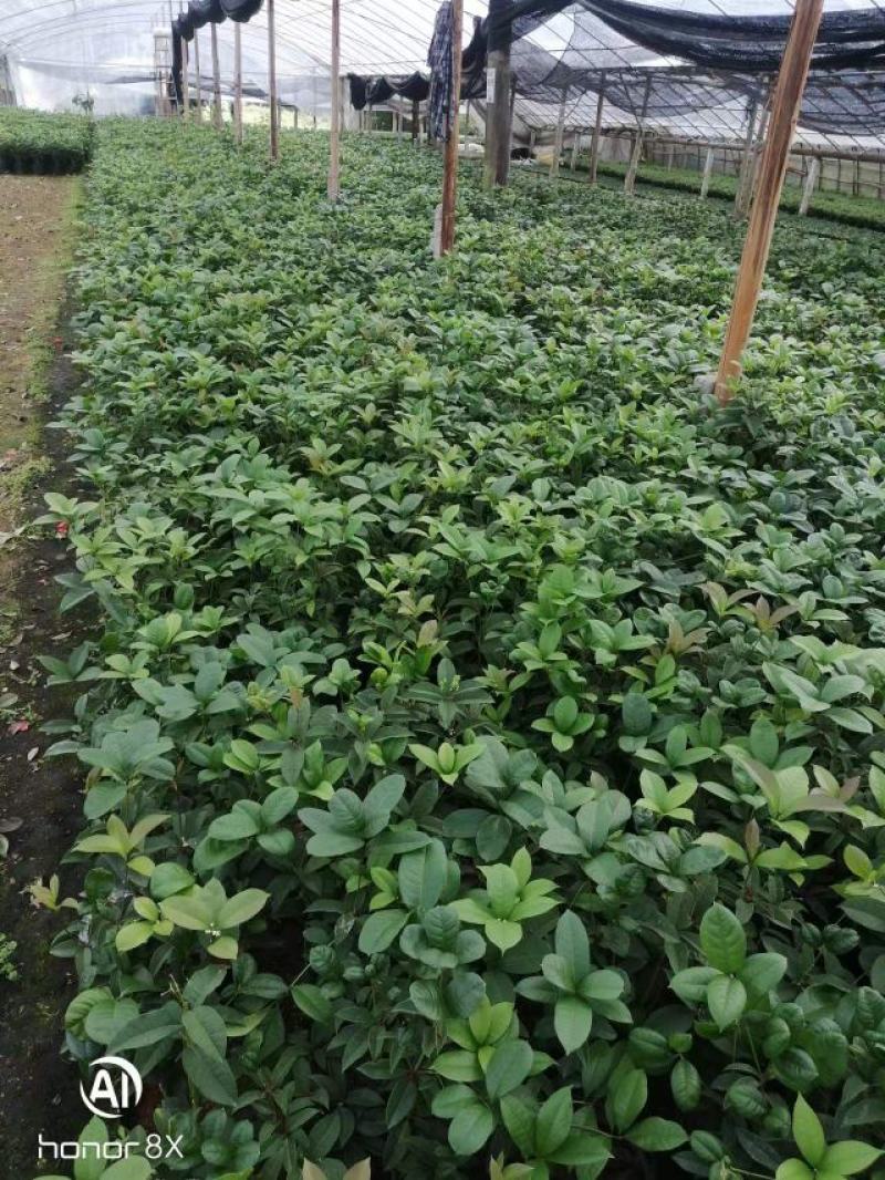 四季桂花盆裁，福建龙岩自家基地直销批发