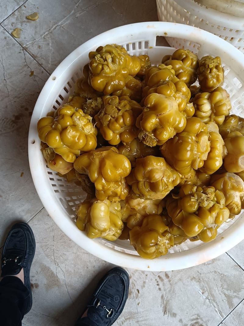 榨菜，种子大量有货，有需要的随时联系，班导砍榨菜，榨菜