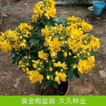 黄金梅盆栽多年生木本秋季冬季耐寒观花植物花卉带花苞