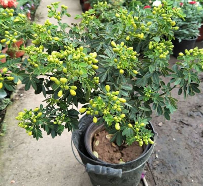 黄金梅盆栽多年生木本秋季冬季耐寒观花植物花卉带花苞