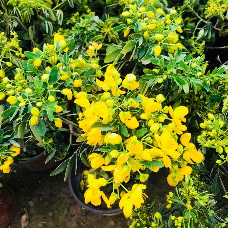 黄金梅盆栽多年生木本秋季冬季耐寒观花植物花卉带花苞