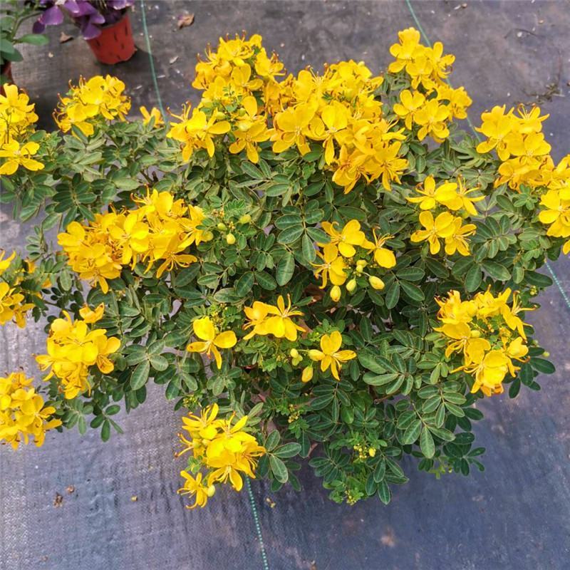 黄金梅盆栽多年生木本秋季冬季耐寒观花植物花卉带花苞