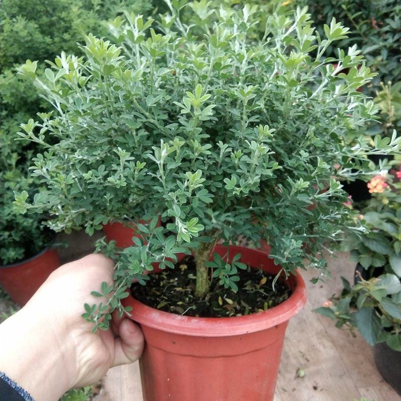 黄金梅盆栽多年生木本秋季冬季耐寒观花植物花卉带花苞