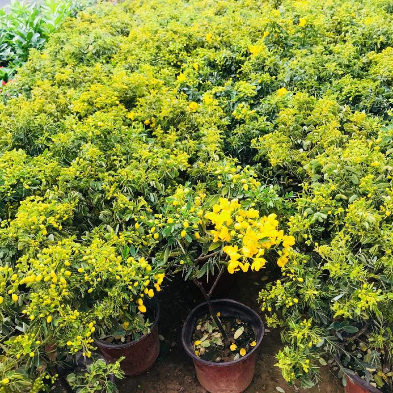 黄金梅盆栽多年生木本秋季冬季耐寒观花植物花卉带花苞