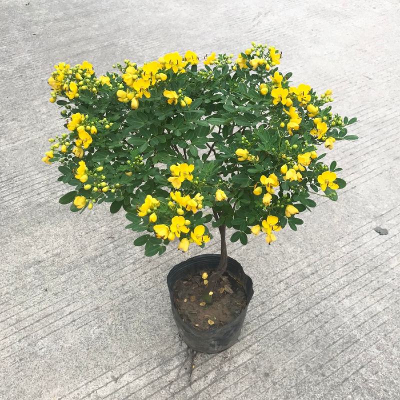 黄金梅盆栽多年生木本秋季冬季耐寒观花植物花卉带花苞