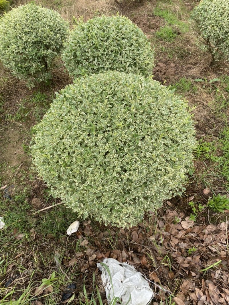 亮晶女贞球！银姬水蜡球，亮晶女贞棒棒糖茶梅球