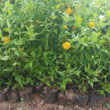 重瓣棣棠花苗爬藤攀缘植物棣棠苗室外庭院阳台盆栽耐阴