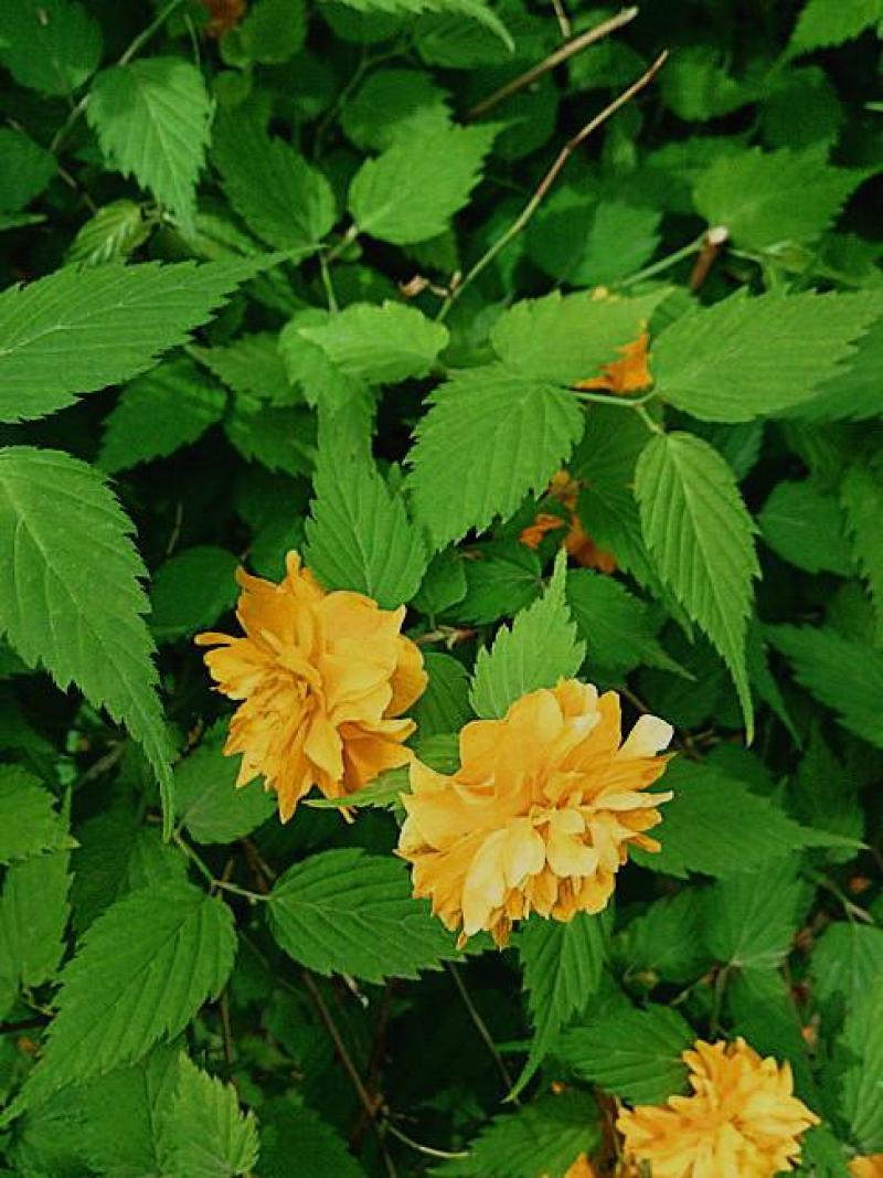 重瓣棣棠花苗爬藤攀缘植物棣棠苗室外庭院阳台盆栽耐阴