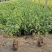 重瓣棣棠花苗爬藤攀缘植物棣棠苗室外庭院阳台盆栽耐阴