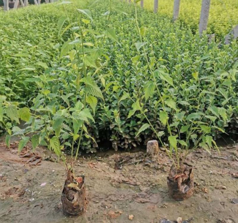 重瓣棣棠花苗爬藤攀缘植物棣棠苗室外庭院阳台盆栽耐阴
