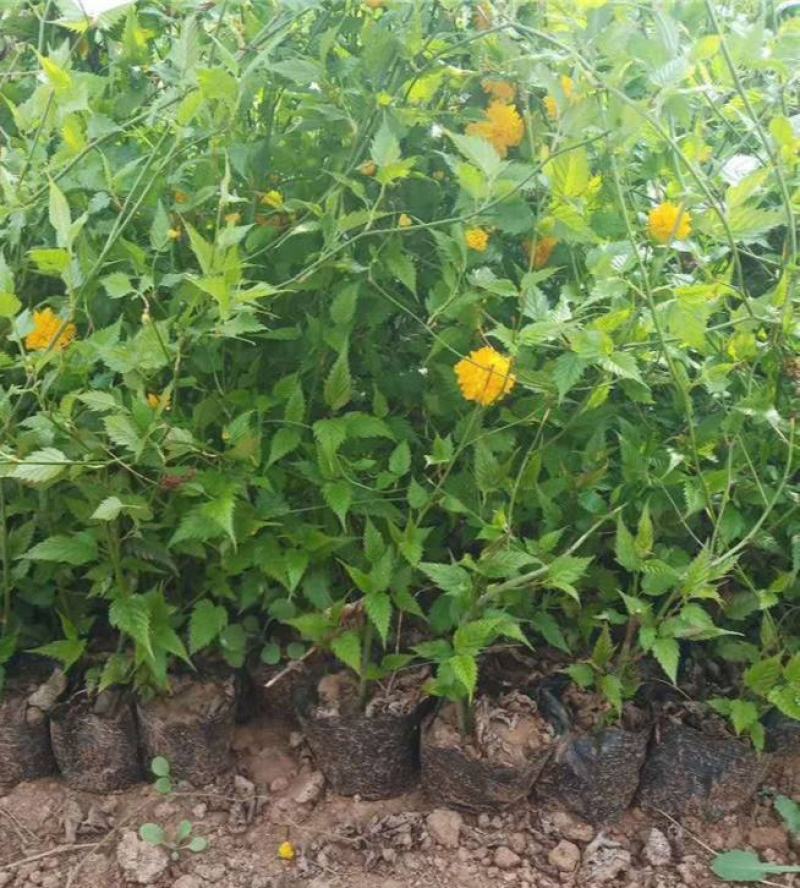 重瓣棣棠花苗爬藤攀缘植物棣棠苗室外庭院阳台盆栽耐阴