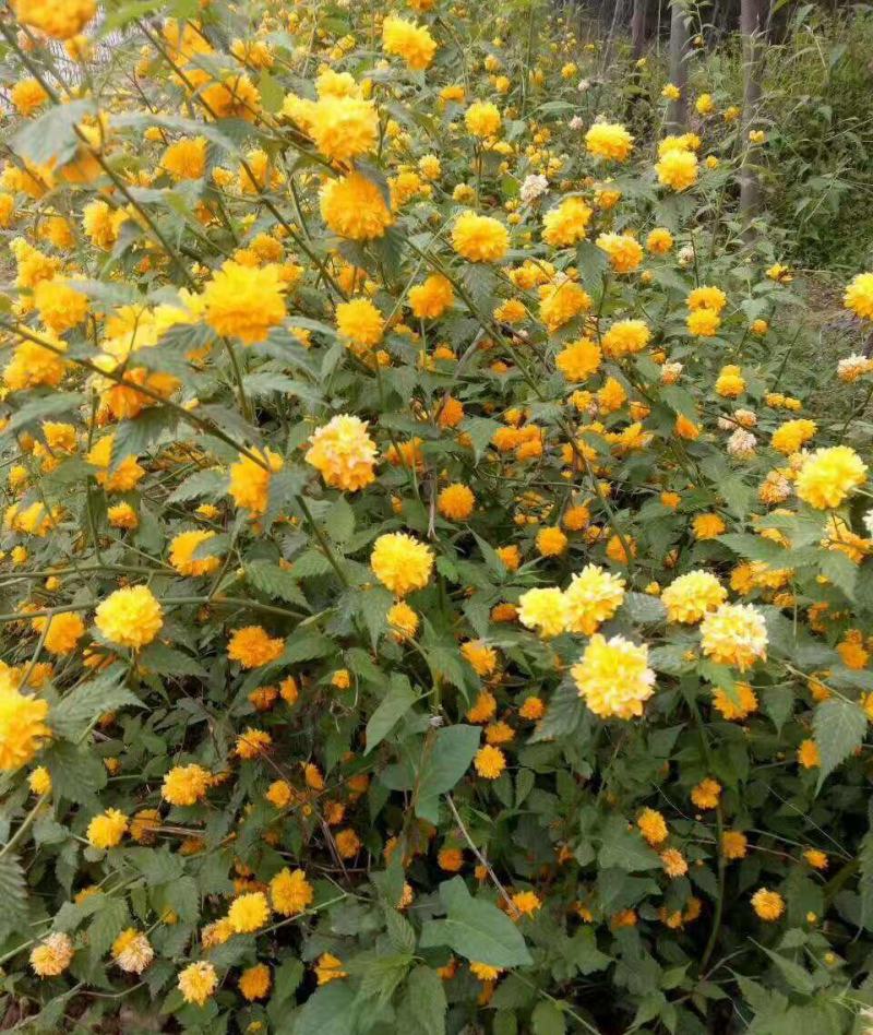 重瓣棣棠花苗爬藤攀缘植物棣棠苗室外庭院阳台盆栽耐阴