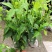 重瓣棣棠花苗爬藤攀缘植物棣棠苗室外庭院阳台盆栽耐阴