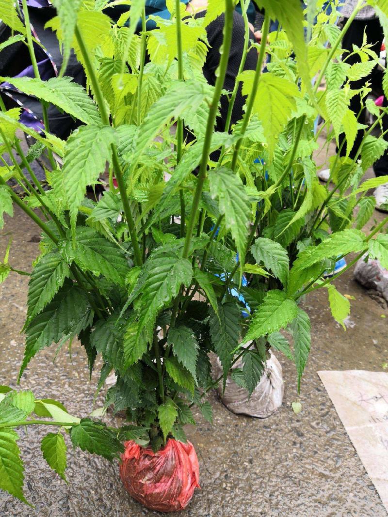 重瓣棣棠花苗爬藤攀缘植物棣棠苗室外庭院阳台盆栽耐阴