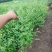 重瓣棣棠花苗爬藤攀缘植物棣棠苗室外庭院阳台盆栽耐阴