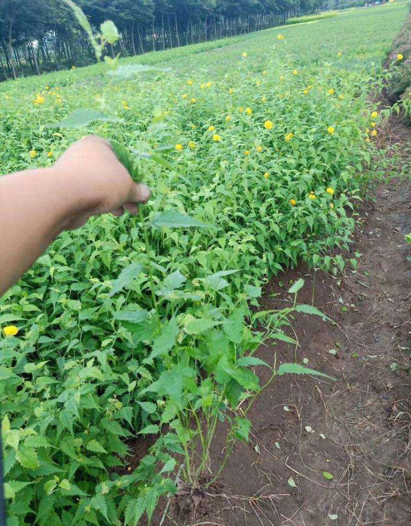 重瓣棣棠花苗爬藤攀缘植物棣棠苗室外庭院阳台盆栽耐阴
