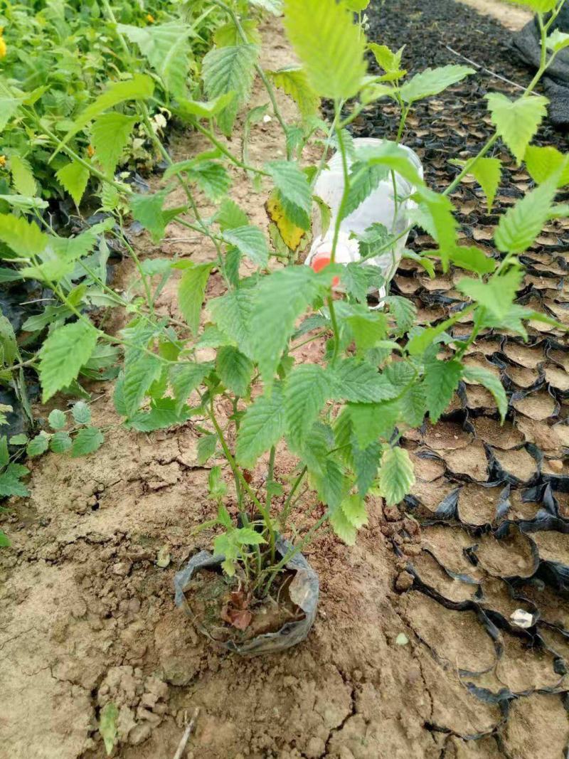 重瓣棣棠花苗爬藤攀缘植物棣棠苗室外庭院阳台盆栽耐阴