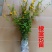 重瓣棣棠花苗爬藤攀缘植物棣棠苗室外庭院阳台盆栽耐阴