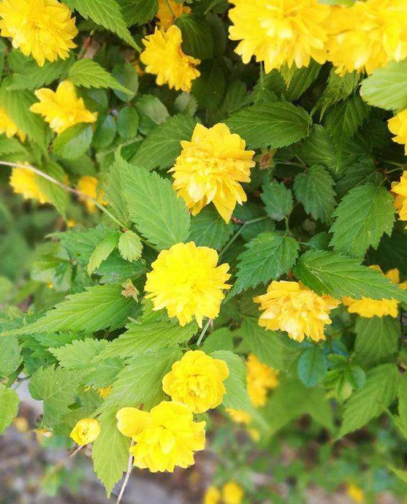 重瓣棣棠花苗爬藤攀缘植物棣棠苗室外庭院阳台盆栽耐阴