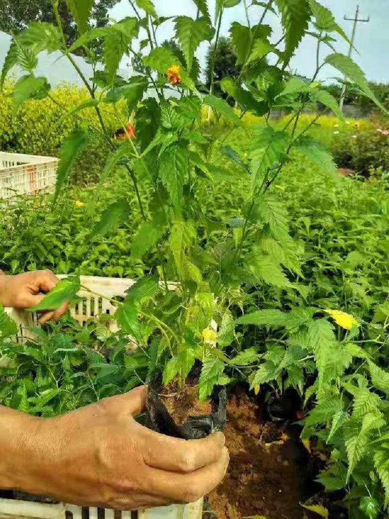 重瓣棣棠花苗爬藤攀缘植物棣棠苗室外庭院阳台盆栽耐阴