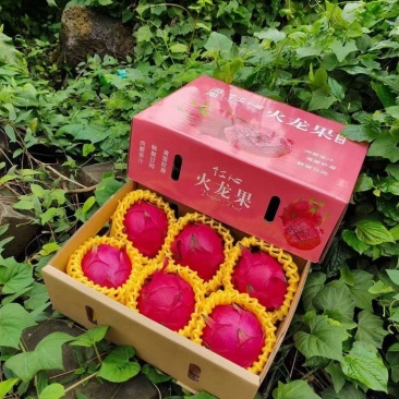 【一件代发】海南红心火龙果金都一号树上熟——招募全国代理
