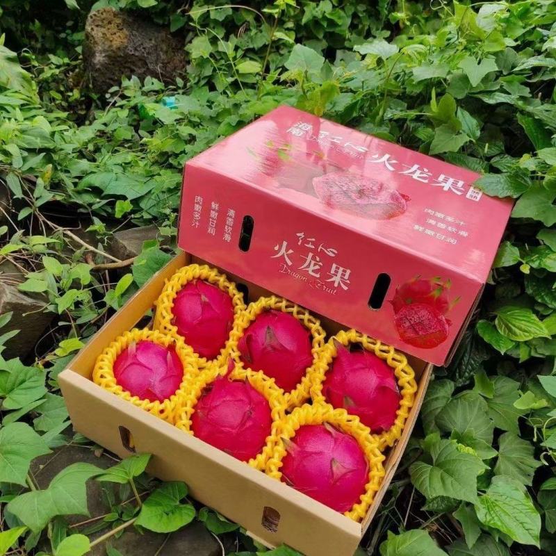 【一件代发】海南红心火龙果金都一号树上熟——招募全国代理