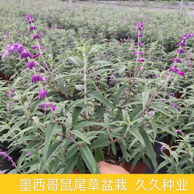 墨西哥鼠尾草盆栽苗多年生草本花卉庭院花园绿化景观阳台点缀