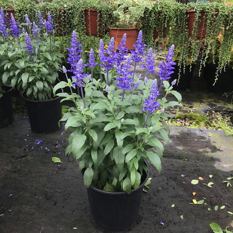 墨西哥鼠尾草盆栽苗多年生草本花卉庭院花园绿化景观阳台点缀