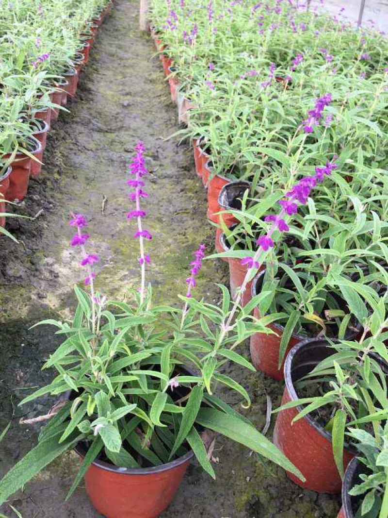 墨西哥鼠尾草盆栽苗多年生草本花卉庭院花园绿化景观阳台点缀