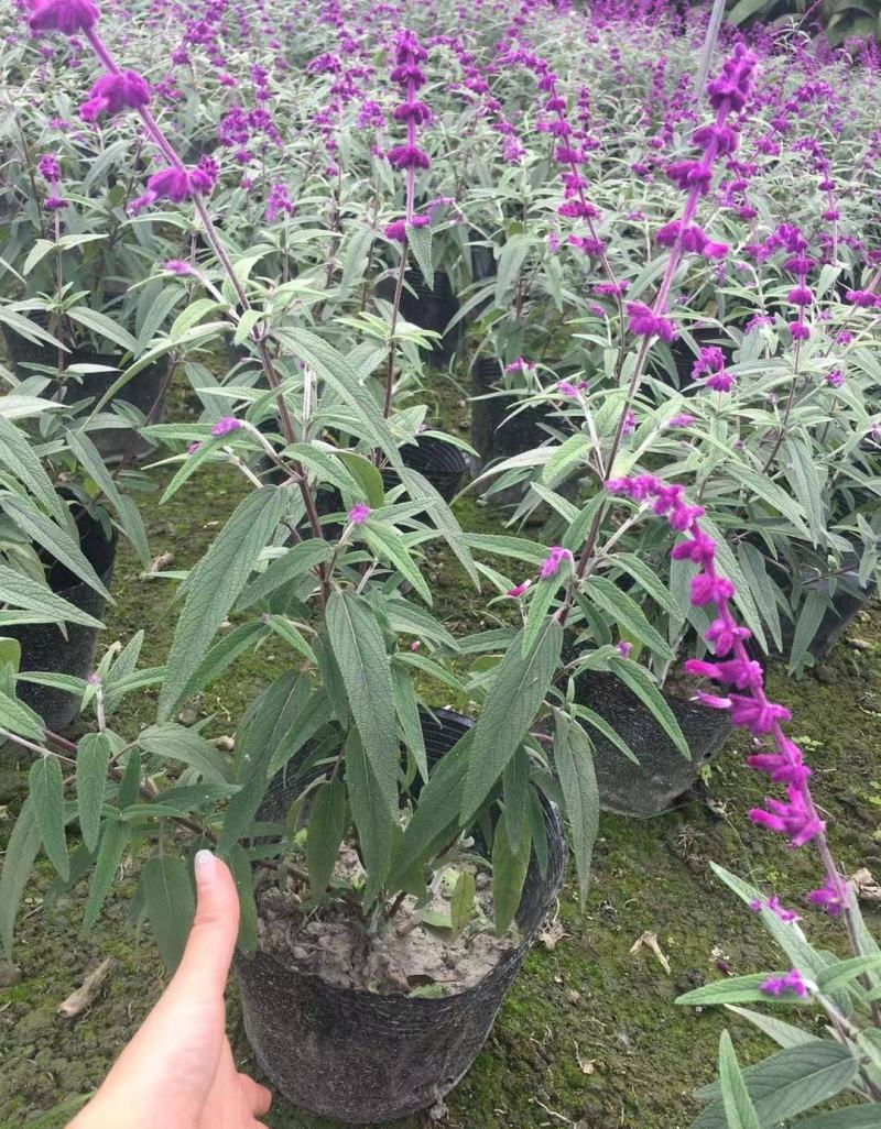 墨西哥鼠尾草盆栽苗多年生草本花卉庭院花园绿化景观阳台点缀