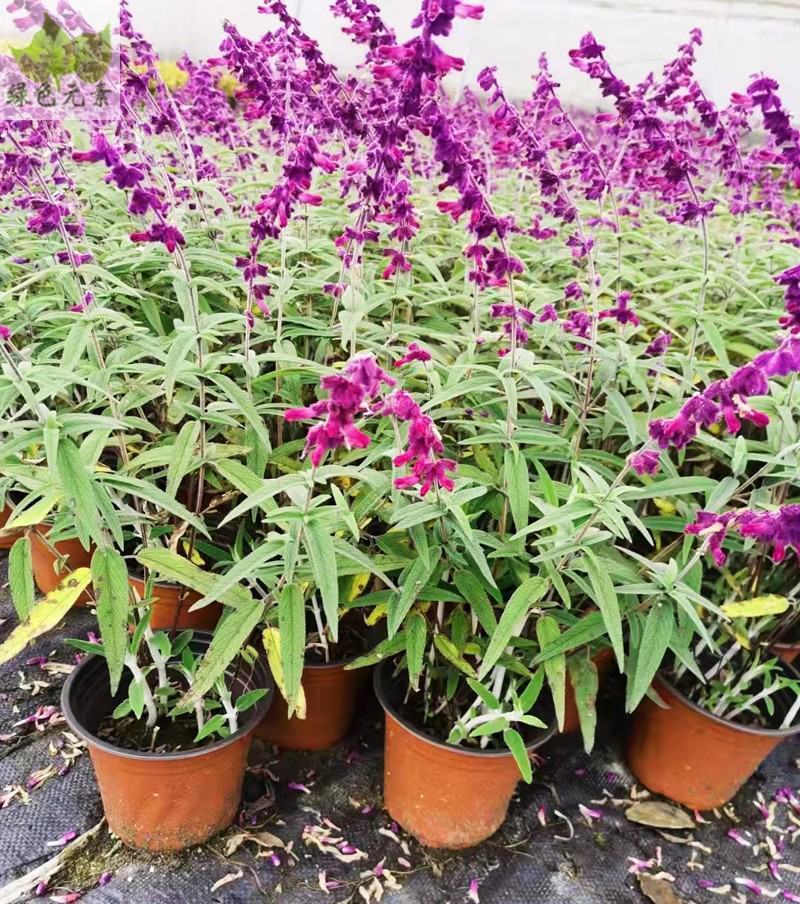 墨西哥鼠尾草盆栽苗多年生草本花卉庭院花园绿化景观阳台点缀