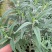 墨西哥鼠尾草盆栽苗多年生草本花卉庭院花园绿化景观阳台点缀