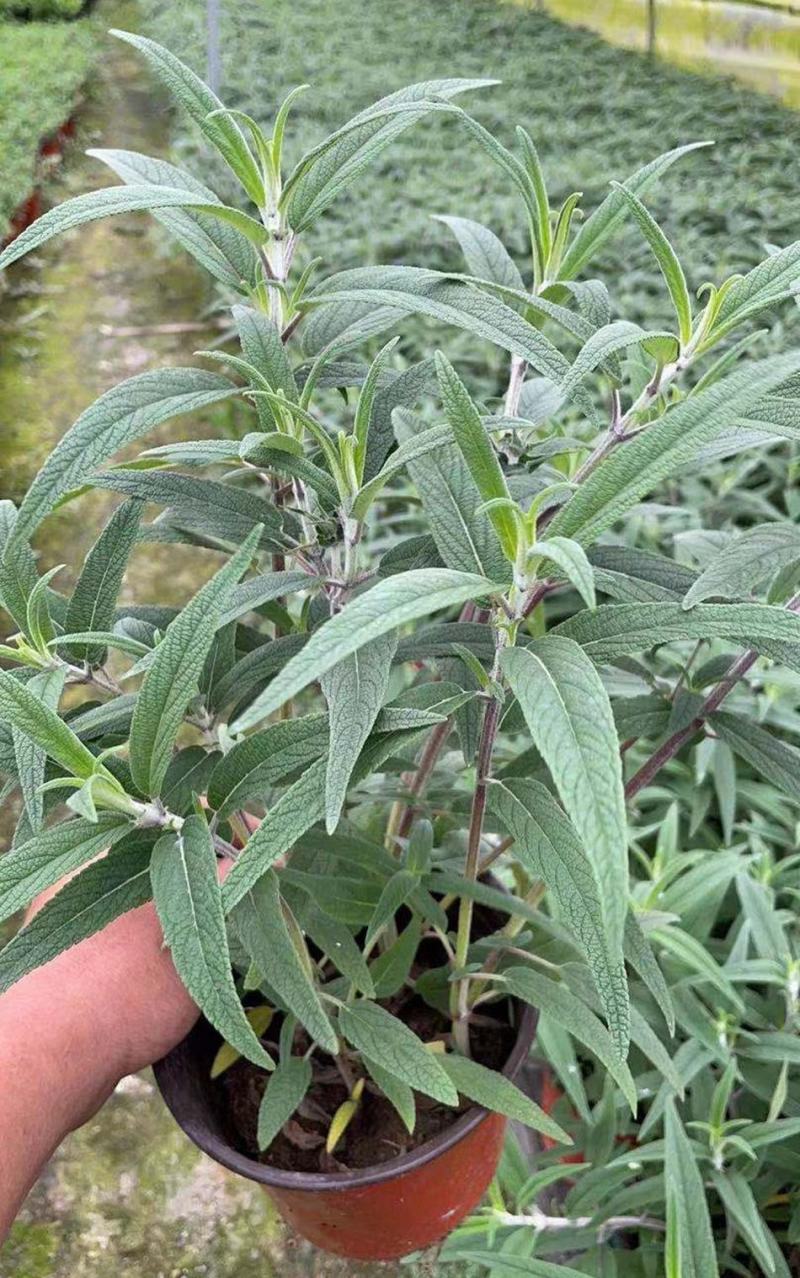 墨西哥鼠尾草盆栽苗多年生草本花卉庭院花园绿化景观阳台点缀